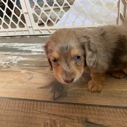 Dachshund Puppies from Sugar Creek Mini Doxies