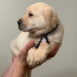 Navy - Yellow male Labrador Retriever puppy in Pendleton, South Carolina from DogSmith Purebreds