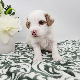 Chilli - Red female Bernedoodle puppy in Granton, Wisconsin from Rose River Farms
