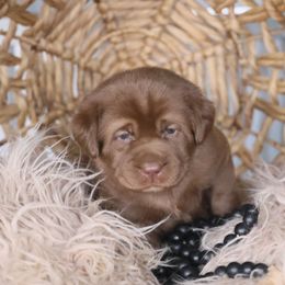 Boy 1 - Chocolate Labrador Retriever puppy in Morrill, Kansas from Grimm Girls Farm
