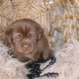 Boy 1 - Chocolate Labrador Retriever puppy in Morrill, Kansas from Grimm Girls Farm
