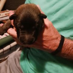 Black collar - Mahogany and black male Belgian Tervuren puppy in Metamora, Michigan from Sherry's Time Flies Tervurens