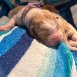 LAVENDER girl Abby - Red and white female Basset Hound puppy in Saint Cloud, Florida from Mockingbird Hollow Bassets