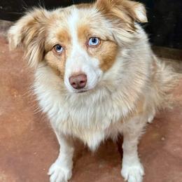 Sadie - Toy Australian Shepherd