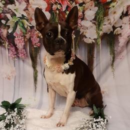 Boston Terriers from P3 Boston Terriers in NC