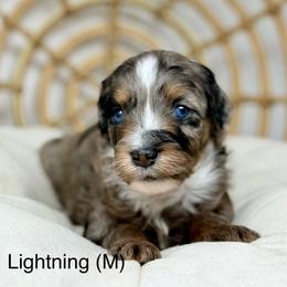 Lightning - Blue merle male Aussiedoodle puppy in Sterling, Colorado from North 40 Doodles