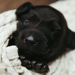 Dachshund Puppies from Doxiecru