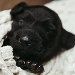 Dachshund Puppies from Doxiecru