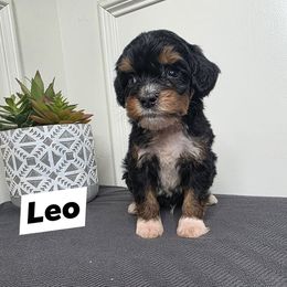 Leo - Phantom Goldendoodle puppy in Palestine, Texas from KK's Doodle Bunch