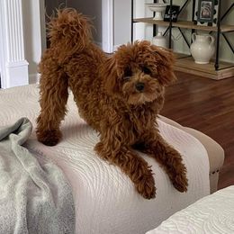 Poodle Puppies from Cathys Dogs