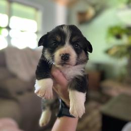 Trooper - Black and tan male American Corgi puppy in Tishomingo, Mississippi from Magnolia Trace Corgis