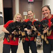 Beauceron Puppies from Eagle Valley Beaucerons
