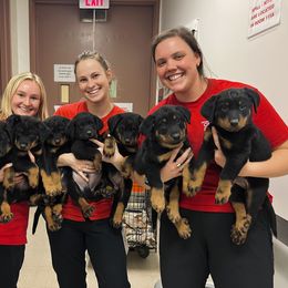 Beauceron Puppies from Eagle Valley Beaucerons