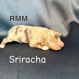 Sriracha - Red merle male Toy Australian Shepherd puppy in Medical Lake, Washington from MAS Gone Rogue