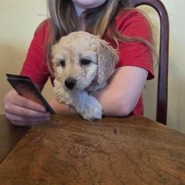 Peppermint Patty - Cream female Aussiedoodle puppy in Cumberland, Rhode Island from W Doodle Crew
