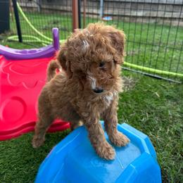 Romeo - Green Collar - Red male Double Doodle puppy in Rowlett, Texas from Parrish Precious Ones Texas