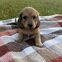 Bennett - Cream male Dachshund puppy in New Albany, Mississippi from Double A. Doxies
