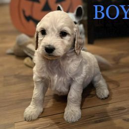 Goldendoodles from Grays Goldendoodles