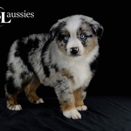 Aussiedoodle, Australian Shepherd, Miniature Australian Shepherd, and Toy Australian Shepherd Puppies from 3Laussies