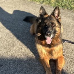 German Shepherds from Centurion Canines