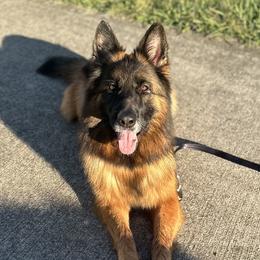 German Shepherds from Centurion Canines