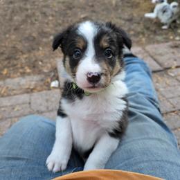 Rain - Tri-color female Border Collie puppy in Menasha, Wisconsin from Little Rose Retrievers