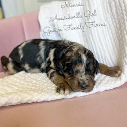 Minnie Mouse - Blue merle female Aussiedoodle puppy in Grove, Oklahoma from Guinn Family Farms