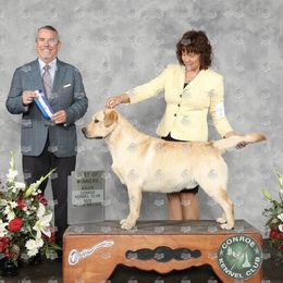 Labrador Retrievers from Gunpowder & Lead Labradors