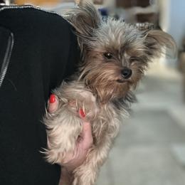 Yorkshire Terrier All Grown Up from Susie Pounders