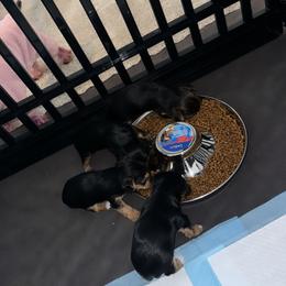 Yorkshire Terrier Puppies from KINGZ KENNEL