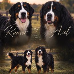 Bernese Mountain Dog puppies from Gold Point Pups