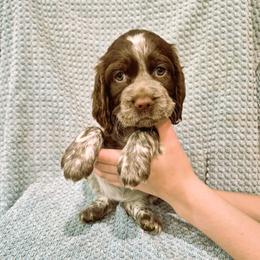 English Springer Spaniel puppies from Hoppin Honey Homestead