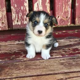 Maisie - Black and tan female Pembroke Welsh Corgi puppy in Anton, Texas from X Bar's Lil Legs of Texas