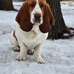 Poppy Rae - Red and white female Basset Hound puppy in Plymouth, Iowa from Savages Low riders