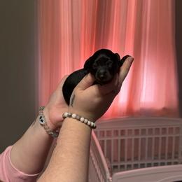 Crow - Black and tan male Dachshund puppy in Joplin, Missouri from Dreamy dachshunds