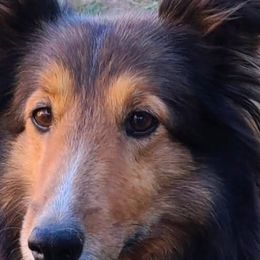 Shetland Sheepdogs from Cassandra Brinkerhoff