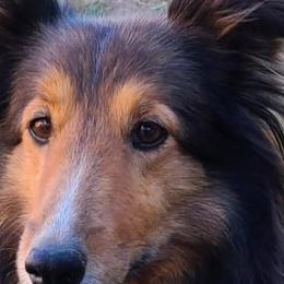 Shetland Sheepdogs from Cassandra Brinkerhoff
