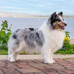 Shetland Sheepdog puppies from Double Dare Shelties