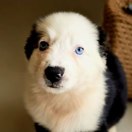 Ivy - Black tri-color female Australian Shepherd puppy in Lakeland, Florida from Aussies of Hope LLC