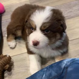 Australian Shepherds from Stephanie Head's Aussies