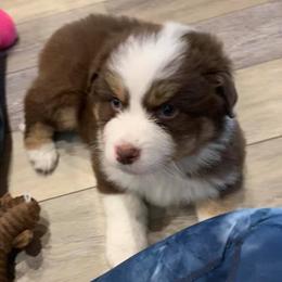Australian Shepherds from Stephanie Head's Aussies