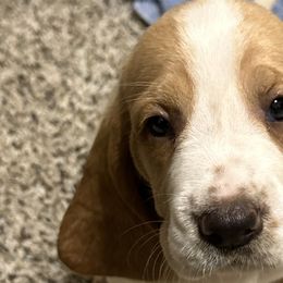 Basset Hounds from Mariah Ochoa