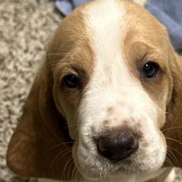 Basset Hounds from Mariah Ochoa