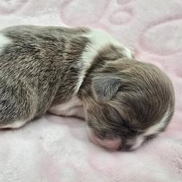 Blue brindle - Blue and white female Shih Tzu puppy in Oakville, Washington from Garrard Creek Shih Tzus