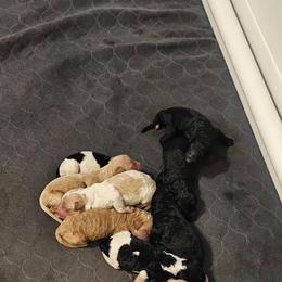 Girl 1 - Black female Goldendoodle puppy in Kansas City, Missouri from Poppy's Doodles