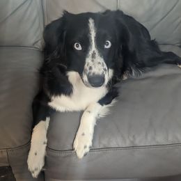 Stella - Miniature Australian Shepherd