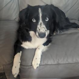 Stella - Miniature Australian Shepherd