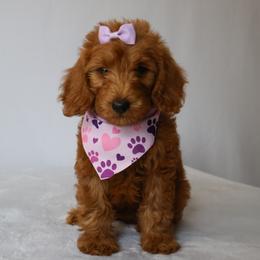June - Red  female Goldendoodle puppy in Apopka, Florida from Rae Precious Puppies