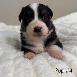Pup 4 - Black tri-color female Australian Shepherd puppy in Tehachapi, California from Country Oaks Farm