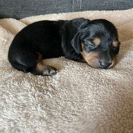 Boy 1 - Dachshund puppy in Perris, California from Doxie_pupps